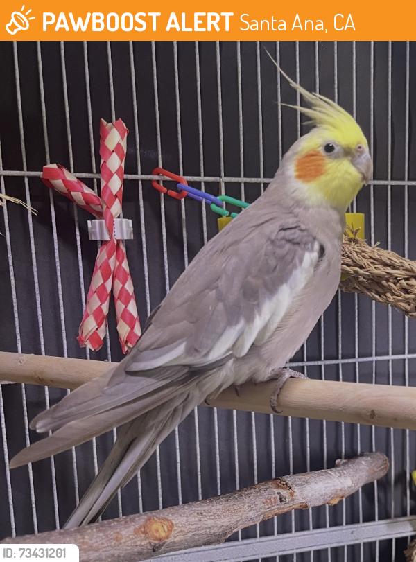 Found/Stray Unknown Bird last seen 5th st., between Newhope & Harbor, Santa Ana, CA 92703