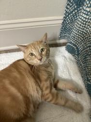 Lost Male Cat last seen Palm Street and Stewart Ave, Baton Rouge, LA 70808