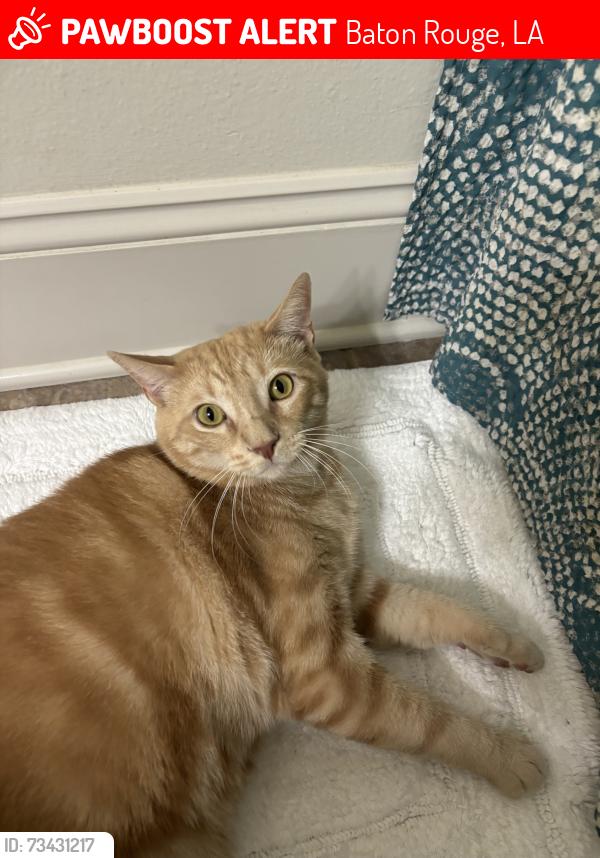 Lost Male Cat last seen Palm Street and Stewart Ave, Baton Rouge, LA 70808
