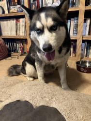 Found/Stray Unknown Dog last seen Lyell ave, Rochester, NY 14606