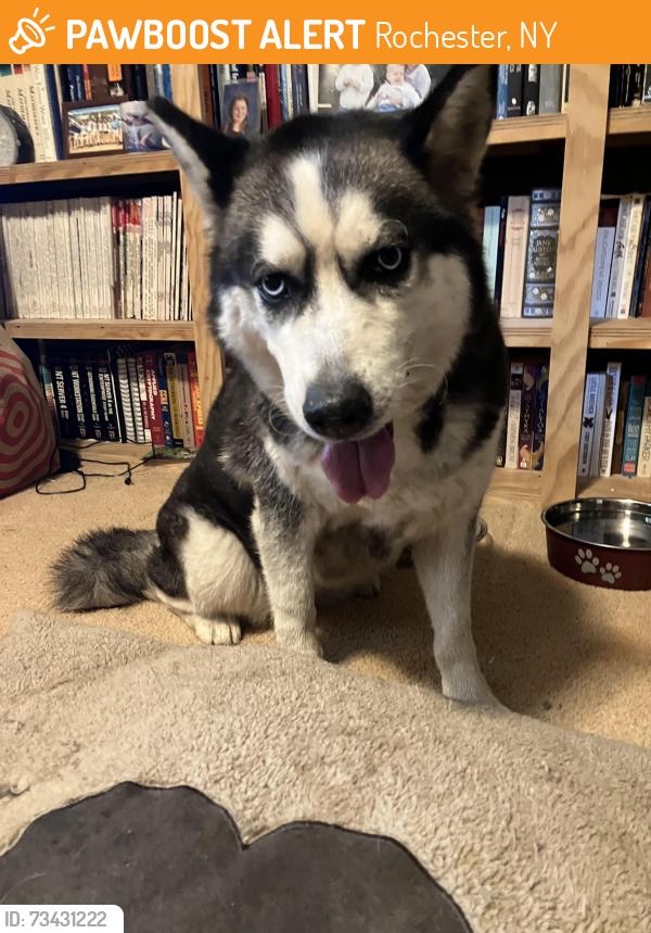 Found/Stray Unknown Dog last seen Lyell ave, Rochester, NY 14606