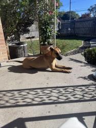 Found/Stray Male Dog last seen Charles ave and Stephen’s, Eastpointe, MI 48021