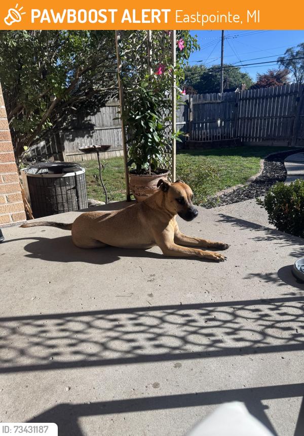 Found/Stray Male Dog last seen Charles ave and Stephen’s, Eastpointe, MI 48021