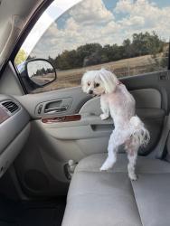 Lost Male Dog last seen Lake ridge, Oklahoma City, OK 73170