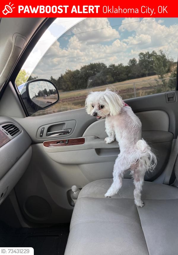 Lost Male Dog last seen Lake ridge, Oklahoma City, OK 73170