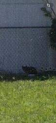 Found/Stray Unknown Cat last seen Dickey Road, Renssalaer Ave, Legacy Church, Auburndale, FL 33823