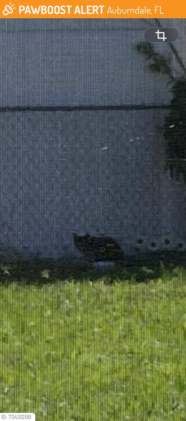 Found/Stray Unknown Cat last seen Dickey Road, Renssalaer Ave, Legacy Church, Auburndale, FL 33823