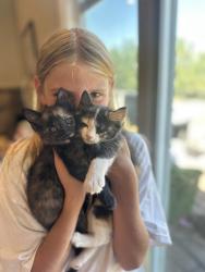 Lost Female Cat last seen Near E View Drive, South Weber, UT 84405