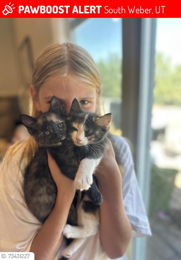 Lost Female Cat last seen Near E View Drive, South Weber, UT 84405
