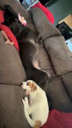 Lost Male Dog last seen 62nd and Boston, Lubbock, TX 79413