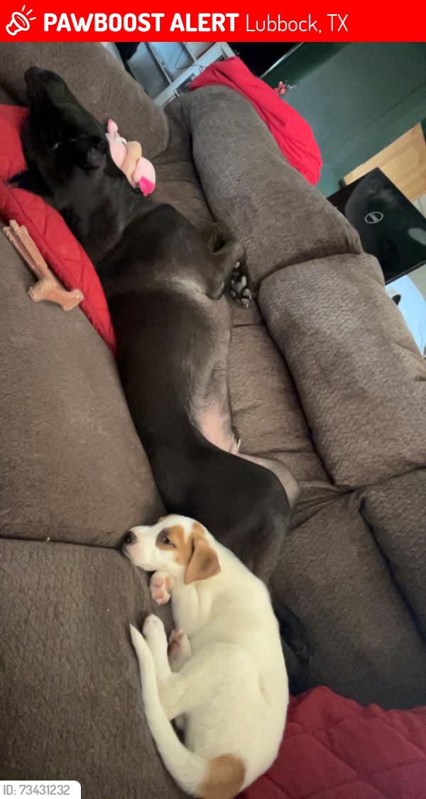 Lost Male Dog last seen 62nd and Boston, Lubbock, TX 79413