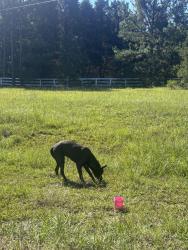 Found/Stray Female Dog last seen Near the highway connected to the road, Harnett County, NC 27332
