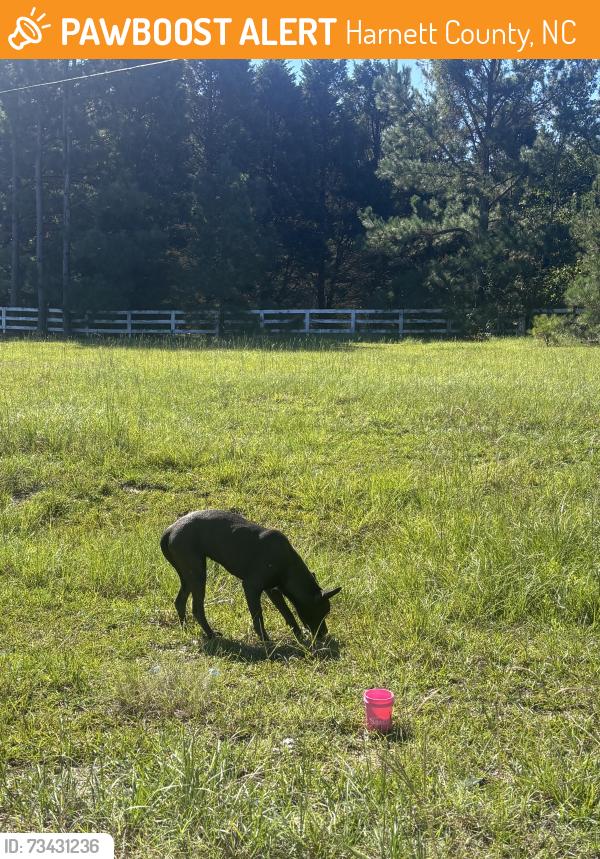 Found/Stray Female Dog last seen Near the highway connected to the road, Harnett County, NC 27332