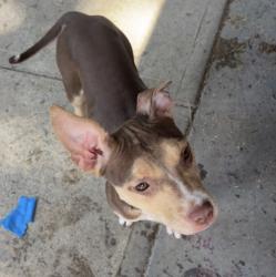 Reunited Female Dog last seen Cresson street, Wilkinsburg, PA 15221