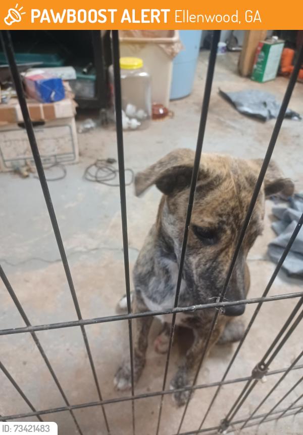 Found/Stray Female Dog last seen Linecrest Road and Clevemont Road, Ellenwood, GA 30294