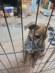 Found/Stray Female Dog last seen Linecrest Road and Clevemont Road, Ellenwood, GA 30294