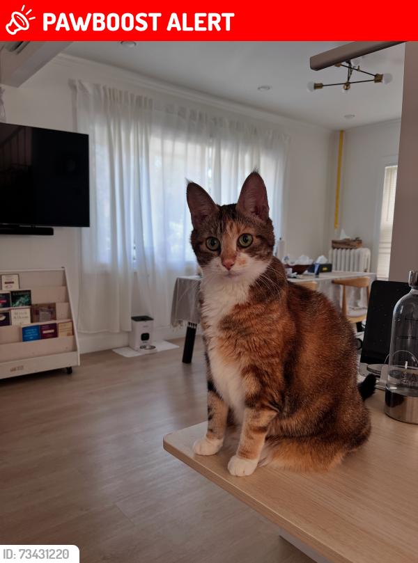 Found/Stray Female Cat last seen Intersection between Nassau Rd and W Mill Dr, Great Neck Plaza, NY 11021