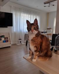 Found/Stray Female Cat last seen Intersection between Nassau Rd and W Mill Dr, Great Neck Plaza, NY 11021