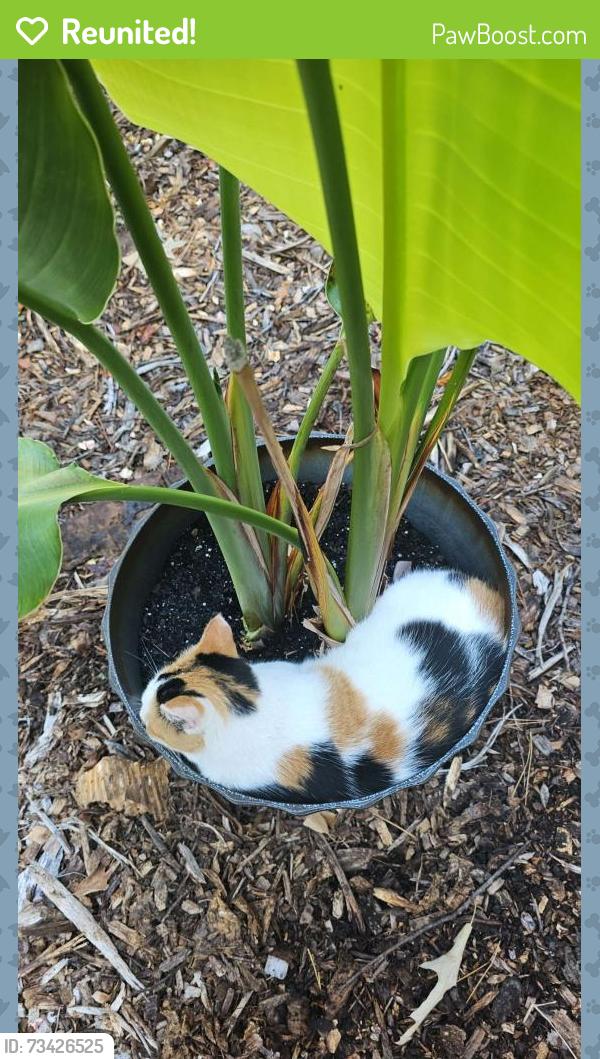 Reunited Female Cat last seen Greyshore Lane, Chattanooga, TN 37343