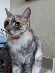 Lost Female Cat last seen Moffat, and 10th and Leland, Hanford, CA 93230