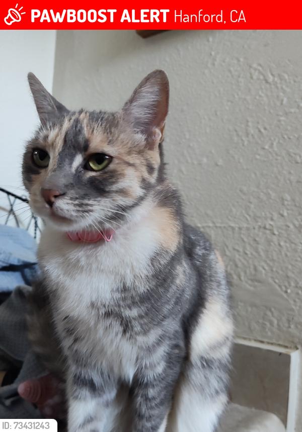 Lost Female Cat last seen Moffat, and 10th and Leland, Hanford, CA 93230