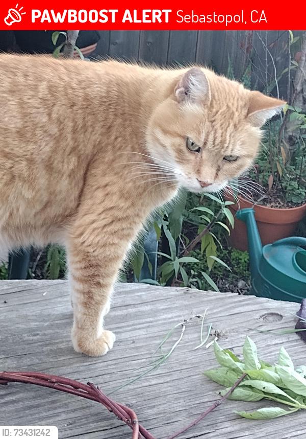 Lost Male Cat last seen Lynch and 116, Sebastopol, CA 95472