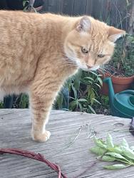 Lost Male Cat last seen Lynch and 116, Sebastopol, CA 95472