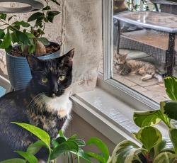 Reunited Female Cat last seen 7th and Lighthouse, Pacific Grove, CA 93950