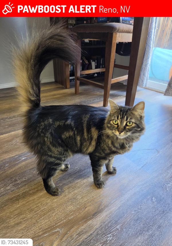 Lost Female Cat last seen Sky Vista area by the north valleys regional park, Reno, NV 89506