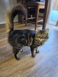 Lost Female Cat last seen Sky Vista area by the north valleys regional park, Reno, NV 89506