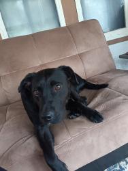 Reunited Female Dog last seen Edgerton and Brainerd, Saint Paul, MN 55130