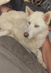 Reunited Female Dog last seen Near CR1671, Burlington, TX 76570