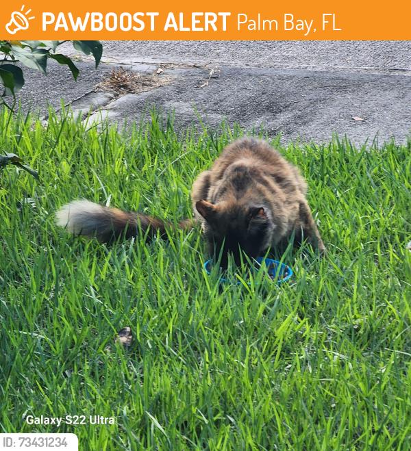 Found/Stray Unknown Cat last seen Off Malabar Rd.Capeador & Belvedere cross streets, Palm Bay, FL 32907