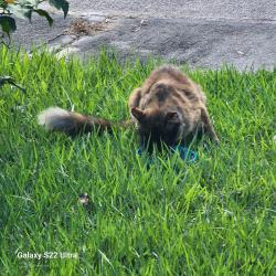 Found/Stray Unknown Cat last seen Off Malabar Rd.Capeador & Belvedere cross streets, Palm Bay, FL 32907