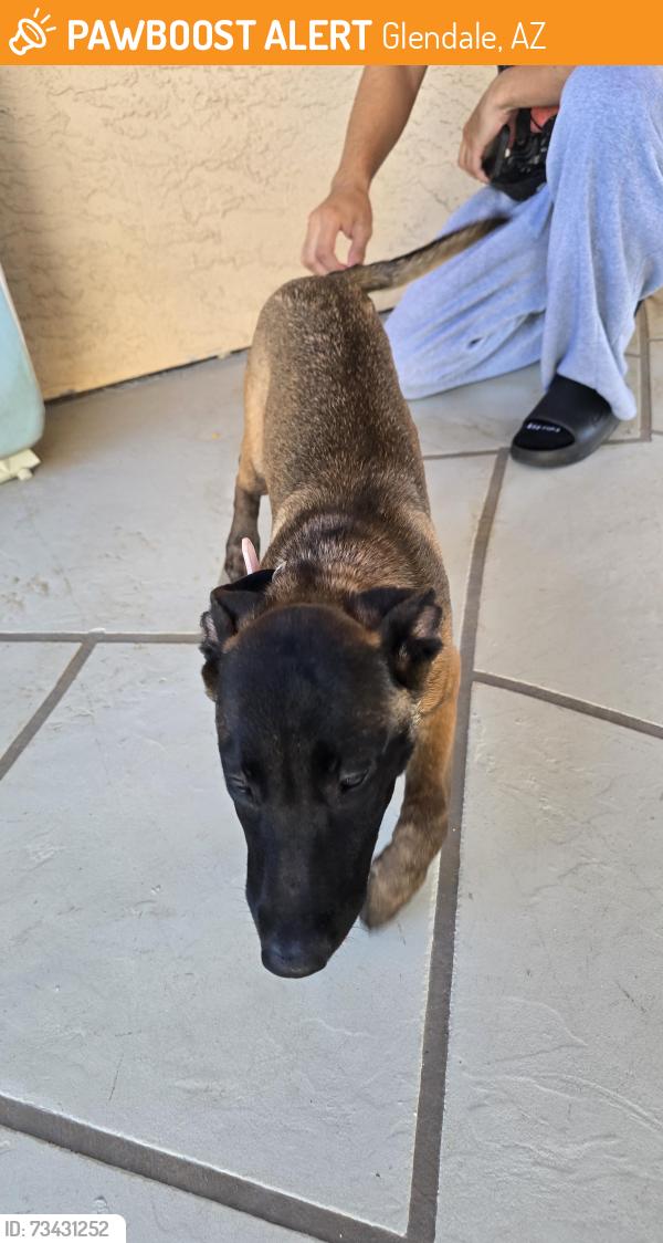 Found/Stray Female Dog last seen 59th Northern, Glendale, AZ 85302