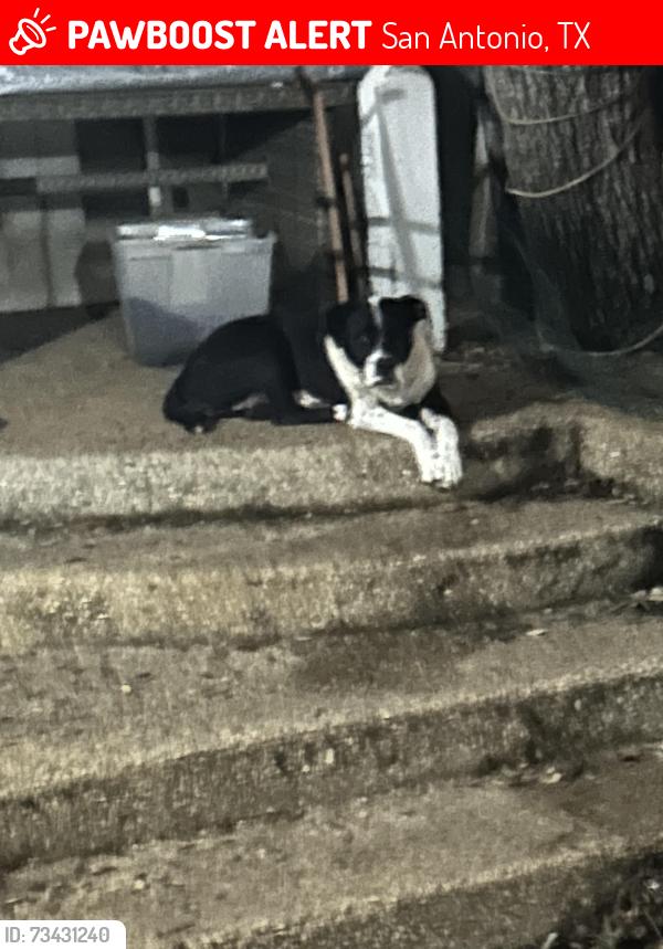 Lost Female Dog last seen Perrin beitel, San Antonio, TX 78233