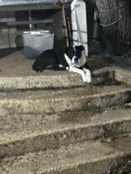 Lost Female Dog last seen Perrin beitel, San Antonio, TX 78233