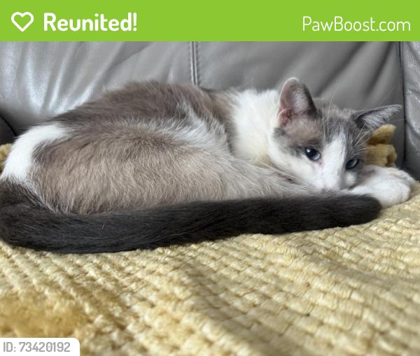 Reunited Male Cat last seen Holmes & Concannon, Livermore, CA 94550