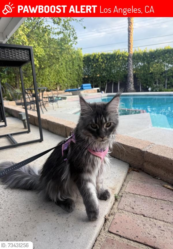 Lost Female Cat last seen Mason and Lurline, Los Angeles, CA 91311