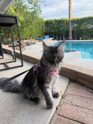 Lost Female Cat last seen Mason and Lurline, Los Angeles, CA 91311