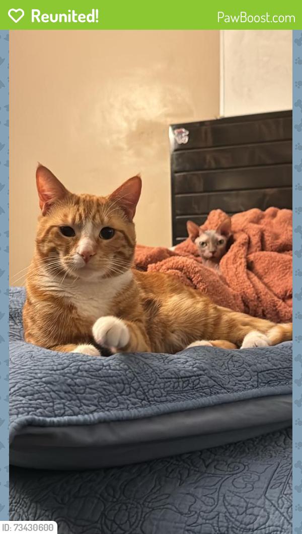 Reunited Male Cat last seen Near Woodward Ave, Bell, CA 90201, USA, Bell, CA 90201