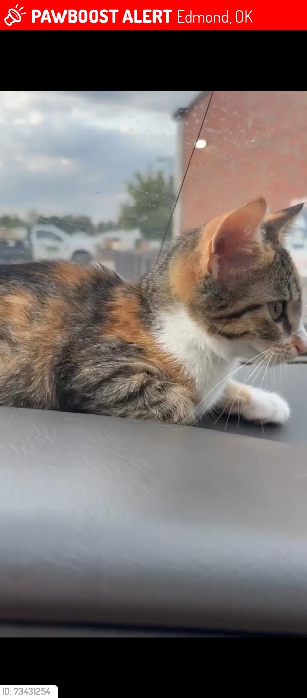 Lost Female Cat last seen Near Woodcreek s and Kickingbird Golf Course, Edmond, OK 73034