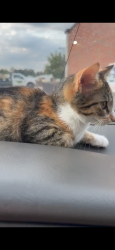 Lost Female Cat last seen Near Woodcreek s and Kickingbird Golf Course, Edmond, OK 73034