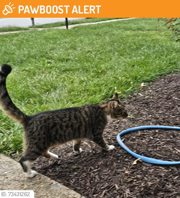 Found/Stray Unknown Cat last seen Hillcrest drive new cumberland, Fairview Township, PA 17070
