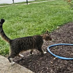 Found/Stray Unknown Cat last seen Hillcrest drive new cumberland, Fairview Township, PA 17070