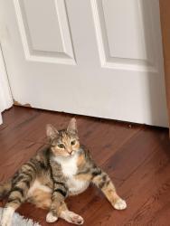 Found/Stray Female Cat last seen Near On The Hill Cafe, Baltimore, MD 21217
