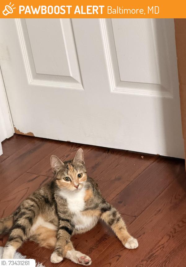 Found/Stray Female Cat last seen Near On The Hill Cafe, Baltimore, MD 21217