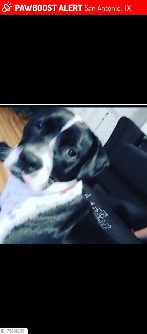 Lost Female Dog last seen Perrin beitel, San Antonio, TX 78233
