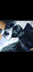 Lost Female Dog last seen Perrin beitel, San Antonio, TX 78233
