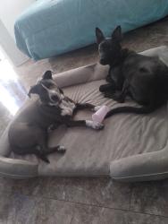 Lost Unknown Dog last seen HARRIS RD NEAR COOPER ST, Arlington, TX 76018